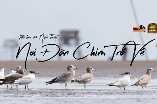 Đang diễn ra Triển lãm ảnh 'Nơi đàn chim trở về' đậm chất thiên nhiên và nghệ thuật tại Hội An