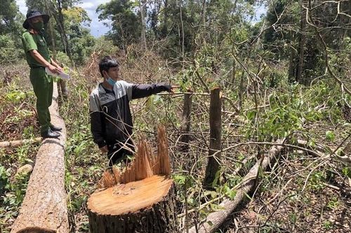 Để mất rừng, tỉnh Quảng Nam bị yêu cầu chấn chỉnh