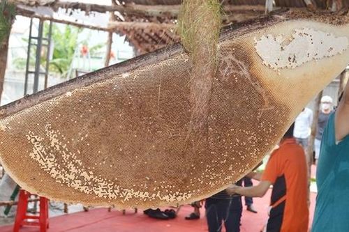 Cận cảnh tổ ong mật xác lập kỷ lục lớn nhất Việt Nam