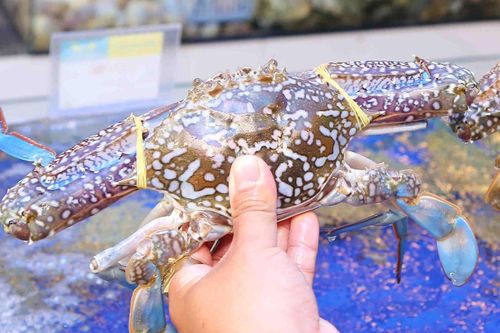 Giá ghẹ tăng mạnh dịp lễ