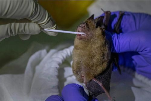 Mối đe dọa từ những loại virus mới đối với con người