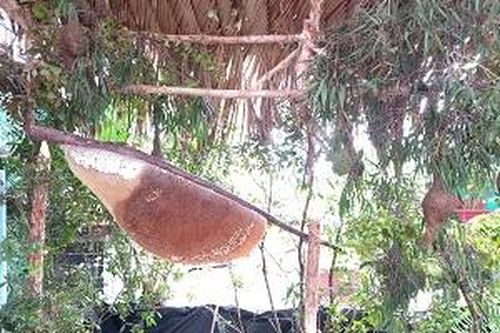 Cà Mau: Xác lập Kỷ lục Tổ ong lớn nhất Việt Nam