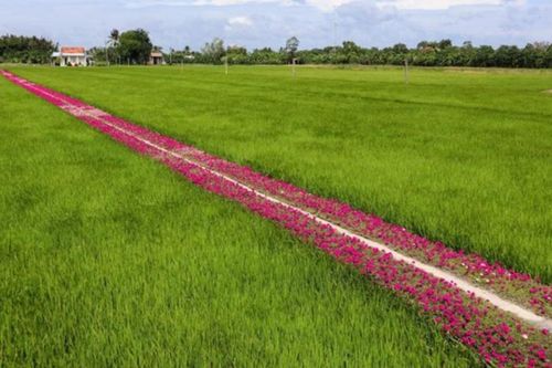 Cùng chiêm ngưỡng vẻ đẹp của con đường trải đầy hoa mười giờ: địa điểm check in cuối tuần của giới trẻ