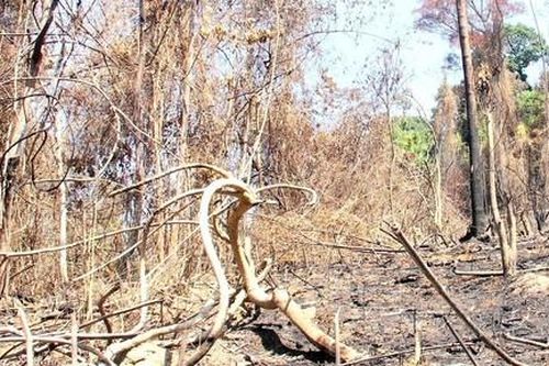 Quảng Nam: Lý giải nguyên nhân trong một năm giảm 2.850 ha rừng tự nhiên