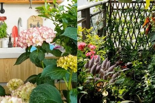 Bõ công bao ngày chăm sóc, mẹ đảm có được khu vườn ban công trên tầng 27 chỉ 10m² mà hoa tươi khoe sắc bốn mùa
