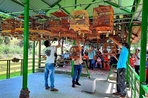 Hội thi chim hót ở miệt rừng U Minh Hạ