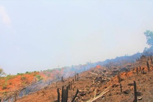 Doanh nghiệp thuê hàng nghìn héc-ta trồng rừng, gần 13 năm chỉ đạt hơn 1%