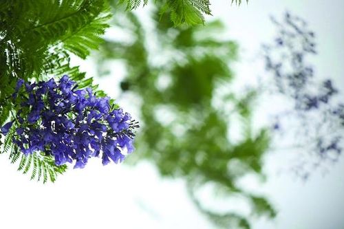 Rực rỡ sắc tím, sắc vàng chào hè