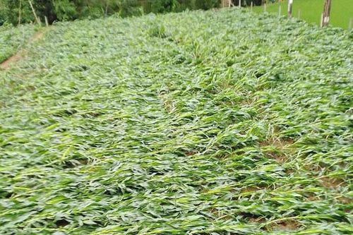 Gió lớn làm gãy đổ trên 120ha ngô tại Võ Nhai, Định Hóa