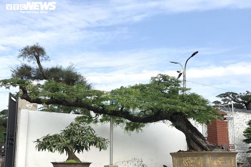 Làng siêu cây cảnh ở Nam Định