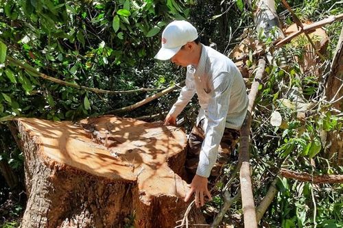 Tỉnh Quảng Nam lý giải việc sụt giảm 2.850 ha rừng tự nhiên