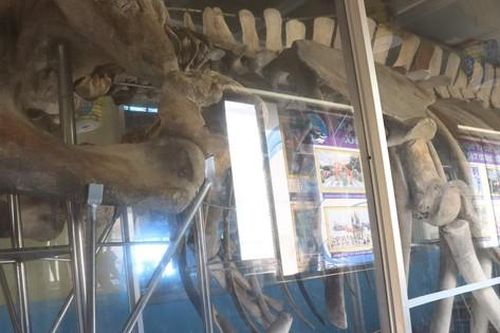 Đến lăng ông Thủy Tướng ngắm bộ xương cá voi 'khủng' dài 12 mét