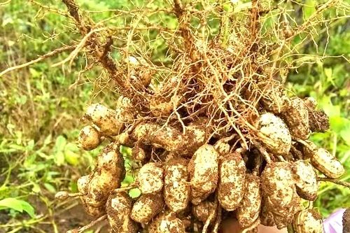 Nghệ An: Lạc xuân thu hoạch sớm đắt khách ngay tại ruộng
