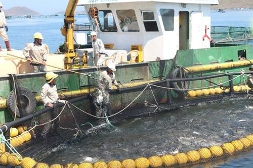 Khánh Hòa hướng tới nuôi biển công nghệ cao bền vững