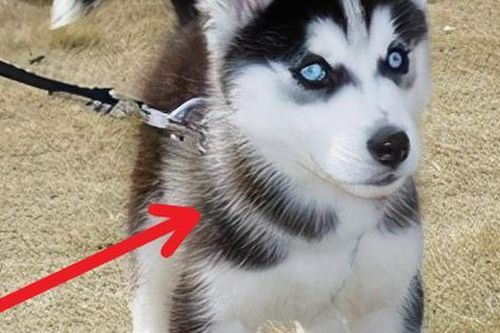 Bỏ ra 50 tệ mua chó Husky trên mạng, chàng trai tăng xông khi nhận hàng, vội gọi cho shop