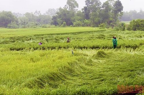 Quảng Bình khẩn trương 'cứu lúa' ngã, đổ do ảnh hưởng không khí lạnh