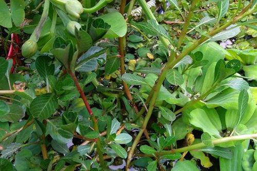Loại 'rau nhà nghèo' tự mọc sum suê, hái về phơi khô bán 120.000 đồng/kg