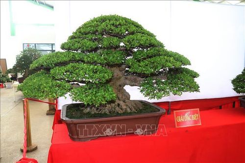 Kết thúc Hội thi sinh vật cảnh ĐBSCL mở rộng thành phố Sa Đéc năm 2022