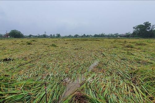Hơn 3.000 ha lúa bị đổ rạp, người dân Quảng Trị đứng trước nguy cơ mất mùa