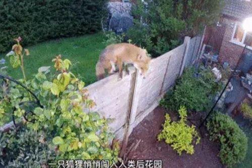 Con cáo lẻn vào ngôi nhà ăn trộm thức ăn suốt 3 năm, chủ nhà phát hiện và cái kết bất ngờ