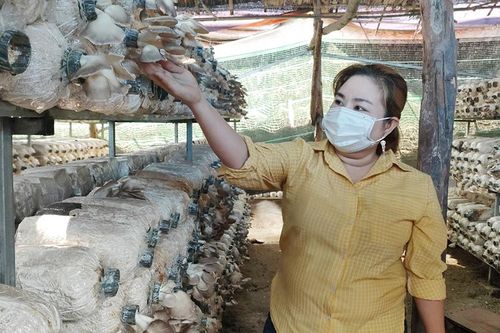 Phát triển kinh tế từ nấm bào ngư