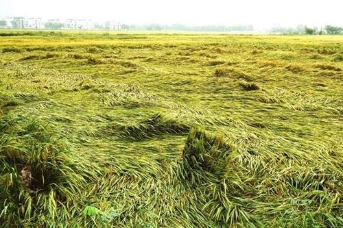 Mưa lớn bất thường làm gãy đổ hàng nghìn hécta lúa chín tại Thừa Thiên - Huế