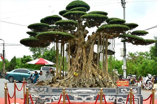 Cây sanh 'Đại thế vân tùng' với chậu dát vàng, giá 20 tỷ của nghệ nhân Nam Định