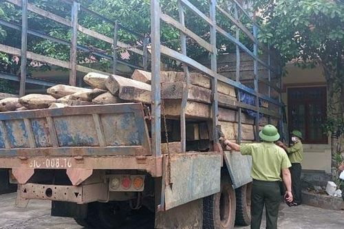 Chở giúp… gỗ 'lậu'?