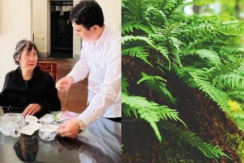 Chuyên gia nói gì về việc sống sót 7 ngày dưới vực nhờ ăn dương xỉ, củ lạc tiên?
