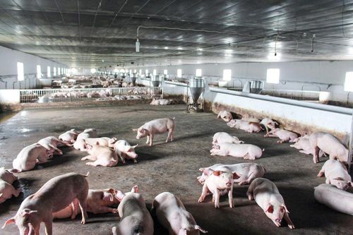 Duy trì tăng trưởng giá trị sản xuất chăn nuôi từ 2-4%/năm