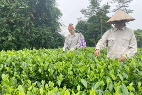 Xây dựng 80ha chè đạt tiêu chuẩn VietGAP