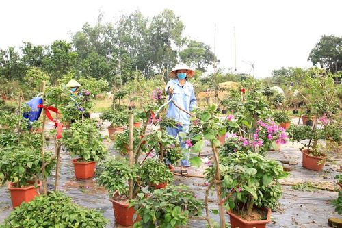 Cần quy hoạch vùng trồng hoa xuất khẩu