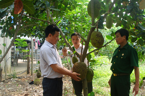 Cựu chiến binh tích cực phát triển kinh tế gia đình