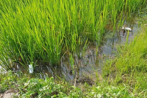 Hải Dương: Dùng điện bẫy chuột, tá hỏa phát hiện người tử vong