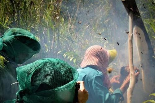 Tháng ba... vào U Minh lấy mật