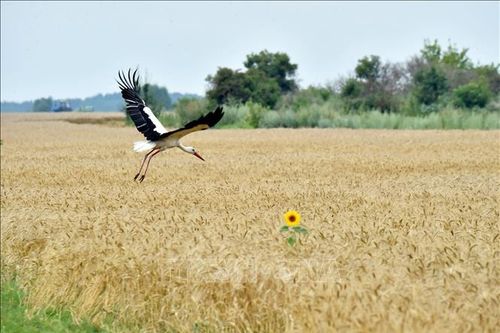 Liên hợp quốc tìm cách đưa hàng hóa Nga, Ukraine trở lại thị trường