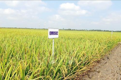 Giúp nông dân đảm bảo lợi nhuận trong 'bão giá' vật tư nông nghiệp