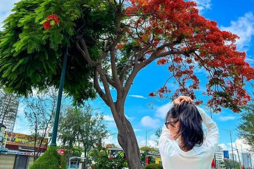 Cây phượng hot nhất ở Vũng Tàu: Nở hoa kiểu 'xanh chín' hút khách du lịch đến check-in