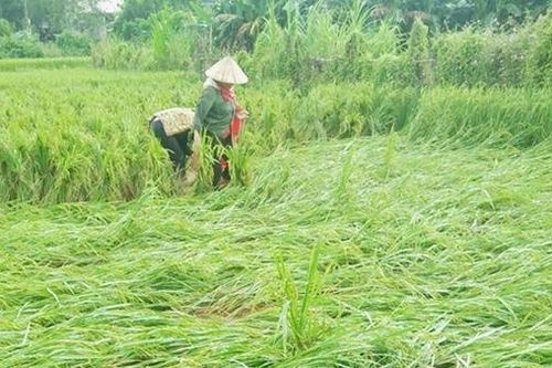 Mưa trái mùa làm gần 10 ngàn hécta lúa đổ rạp