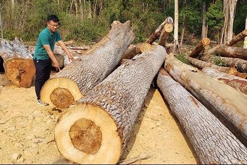 Chuyển sai phạm tại Công ty TNHH MTV Lâm nghiệp Ia H'Drai sang cơ quan điều tra