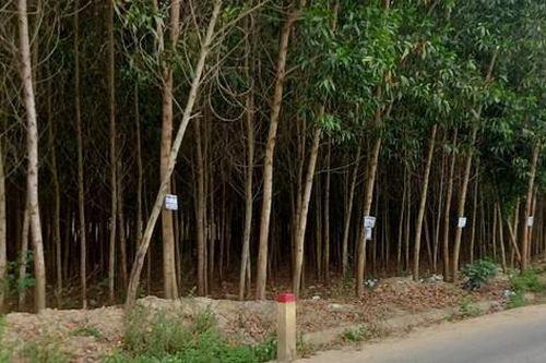 'Bán đất' treo trên cây