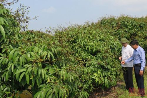 Sản xuất an toàn, mở rộng thị trường xuất khẩu vải thiều Thanh Hà