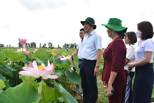 Đồng Tháp: Lễ hội Sen nhằm tôn vinh giá trị cây sen