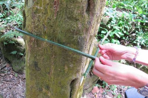 Bí ẩn thung lũng kỳ quặc, tất cả thân cây đều có hình vuông