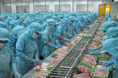 Xuất khẩu cá tra tăng vọt, ngành thủy sản tiếp tục bội thu