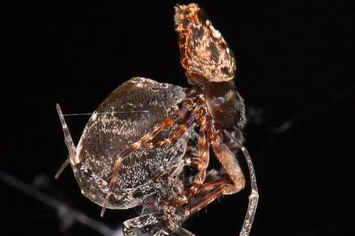 Ly kỳ chuyện nhện cái 'xơi tái' nhện đực ngay sau khi ân ái