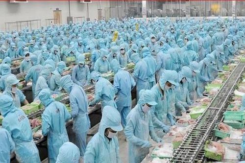 Thủy sản Việt Nam và khát vọng chú ngựa ô