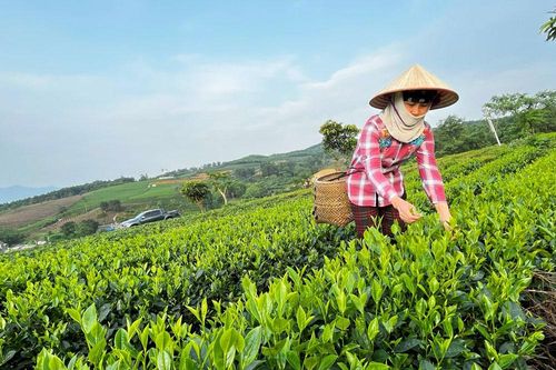 Đại Từ: 800ha chè được cấp mới, cấp lại chứng nhận VietGAP
