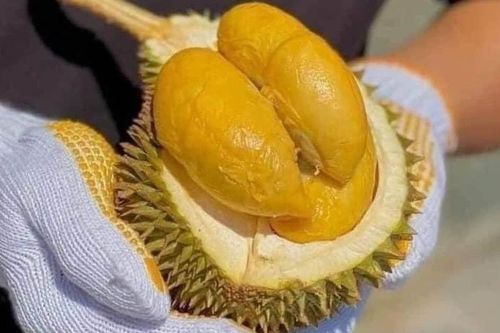 Sầu riêng Thái Lan dội chợ, giá đắt gấp đôi hàng Việt vẫn 'cháy hàng'