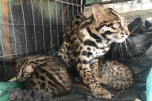 Ninh Bình: Tiếp nhận 5 cá thể mèo rừng quý hiếm từ Điện Biên